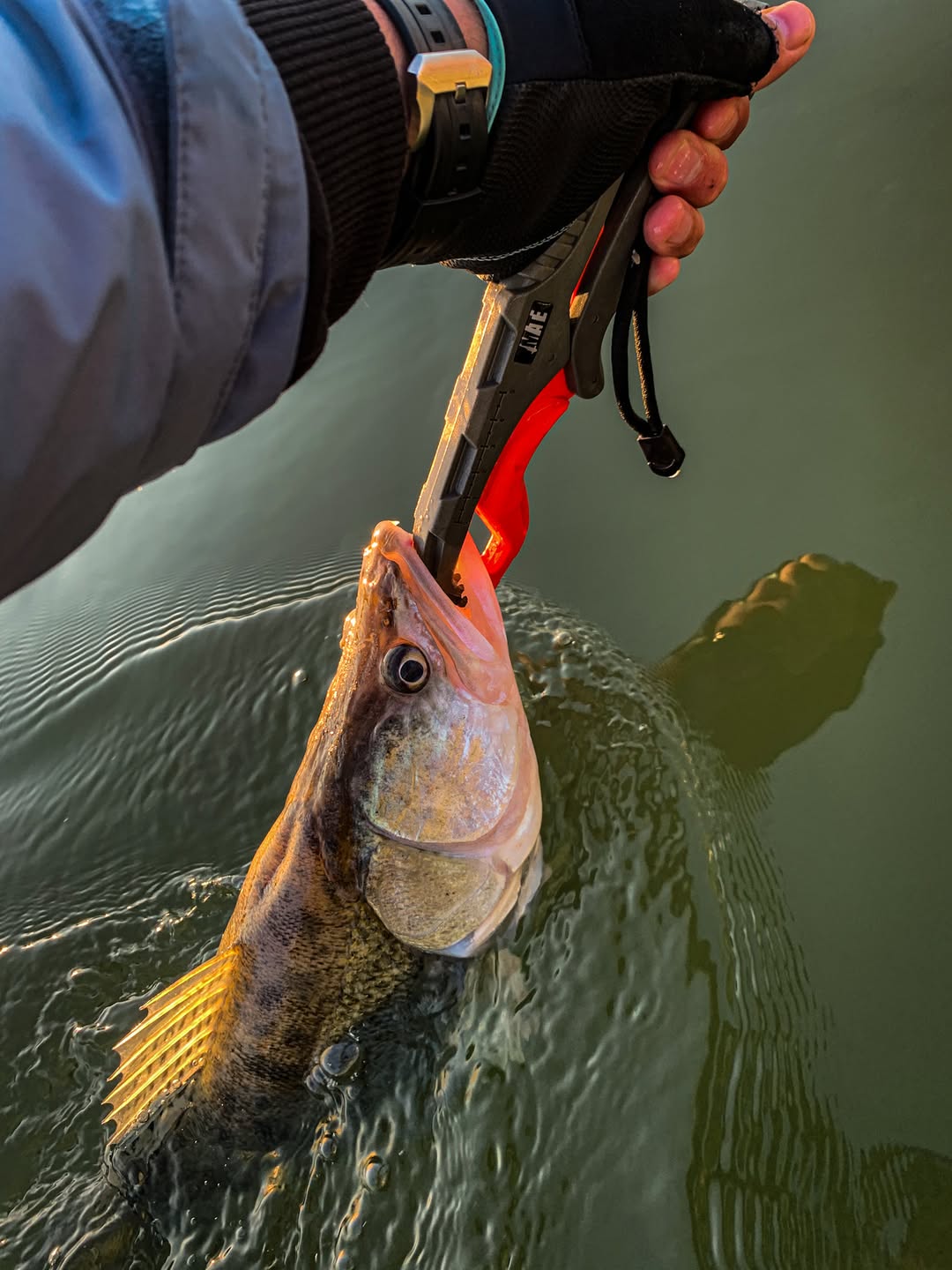 MATE PLASTIC FISH LIP GRIP 9.5″