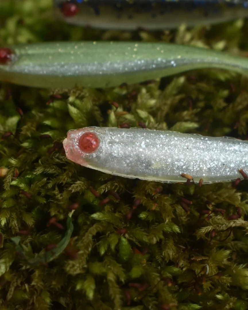 Mustad Mezashi Z-Tail MINNOW 50mm